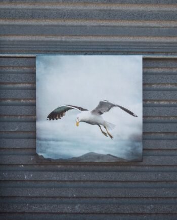 ‘Sea Gull’ – Janet Scott